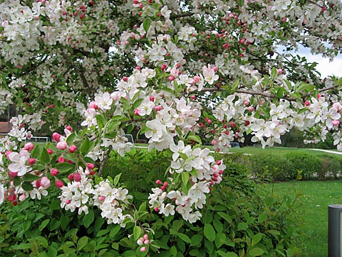 Apfelbaumblüte vor St. Leonhard